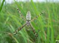 Argiope bruennichi 5 1024.jpg