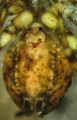 Opisthosoma ventral mit Epigyne