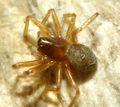 Gnathonarium dentatum female.JPG