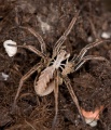 Alopecosa striatipes M 8-05976.jpg