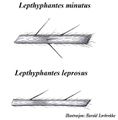 L. leprosus (unten) versus L. minutus (oben), Bestachelung von Tibia IV von außen gesehen.