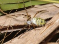 Argiope bruennichi female A6191 PL8029.JPG