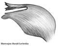 Lamella characteristica