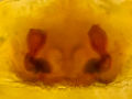 Vulva