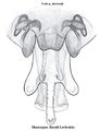Vulva dorsal