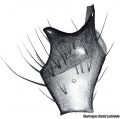 Tibialapophyse, von oben gesehen