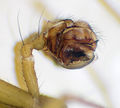Pedipalpus