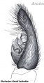 Pedipalpus