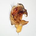 linker Pedipalpus - ventral
