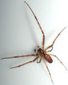 Metellina mengei m.jpg
