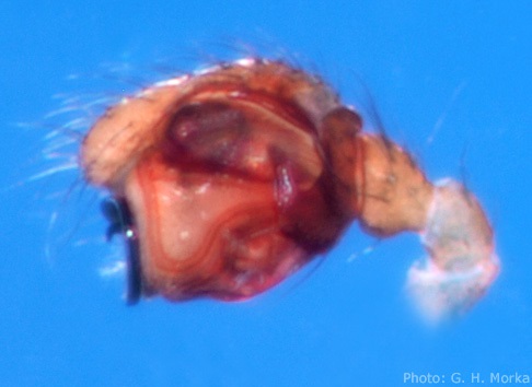 Datei:Bathyphantes gracilis palp GHMorka.jpg