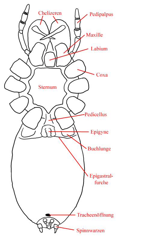 Anatomie von Spinnen, ventrale Ansicht