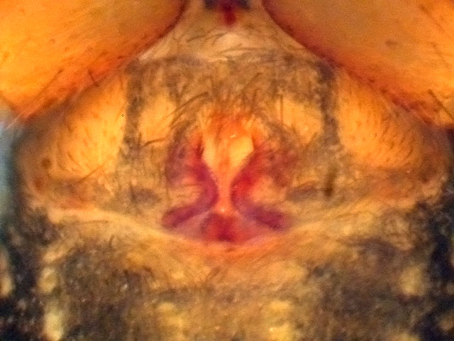 Datei:Scotina celans Epigyne.jpg