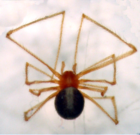 Datei:Nae et al Fig 6.jpg