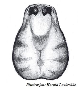 Datei:Drapetisca socialis prosoma female HLovbrekke.jpg