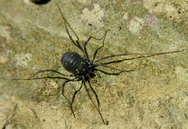 Datei:Paranemastoma quadripunctatum f Huber.jpg