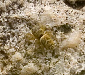 Heliophanus tribulosus W 7-4505.jpg