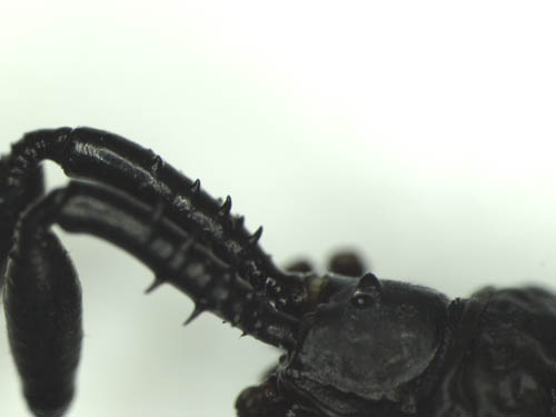 Datei:Ischyropsalis manicata 3 Bezdecka.jpg