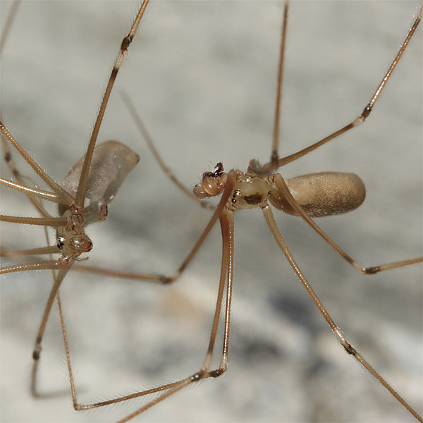 Datei:Pholcus phalangioides Balz.jpg