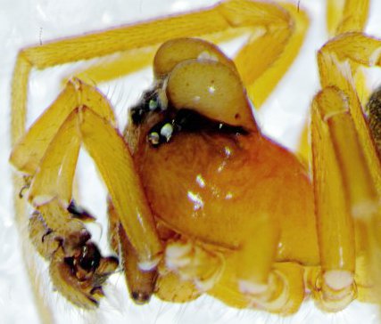 Datei:Hypomma bituberculatum DueNoer m kopf-lateral.jpg