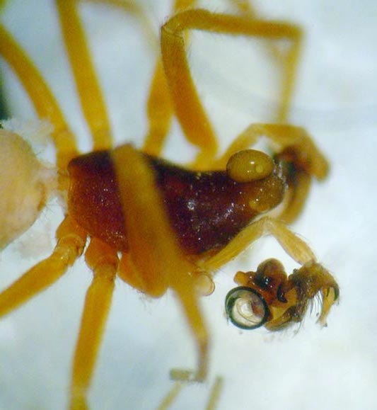 Datei:Walckenaeria capito 4 1024.jpg
