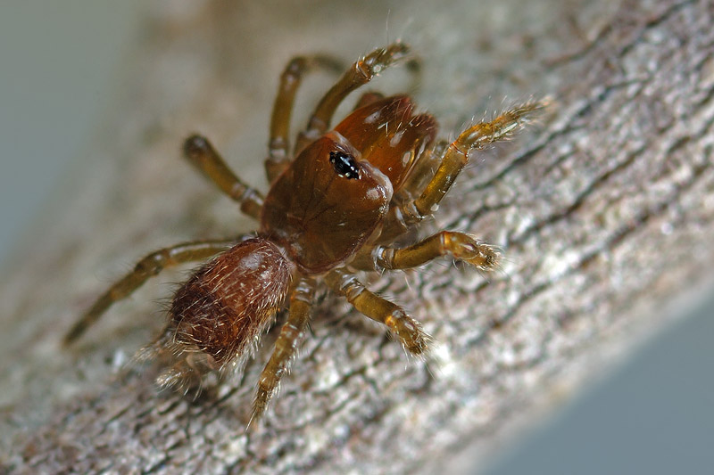 Datei:Atypus 013675.jpg