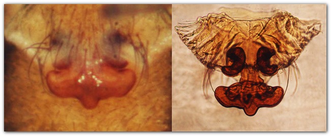 Datei:Poecilochroa variegata, epigyn-vulva.jpg