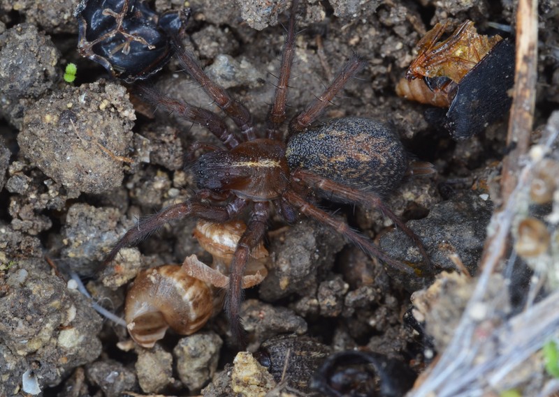 Datei:Lycosoides coarctata (11) Canu S..jpg