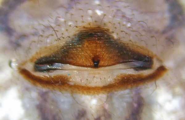 Datei:Crossopriza-lyoni-Epi.jpg