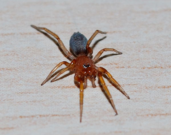 Datei:Prodidomidae3.jpg
