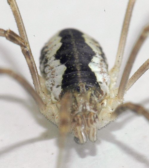 Datei:Mitopus morio f frontal.jpg