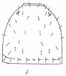 Datei:Beier 1963 Fig 2F.jpg