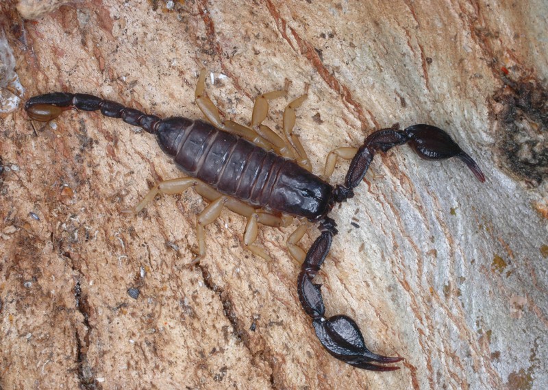 Datei:Euscorpius flavicaudis (7) Canu S..jpg