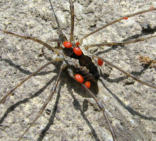 Datei:Mitopus morio f mit Leptus sp.jpg