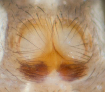Datei:Pseudeuophrys lanigera Ep 8-04108.jpg