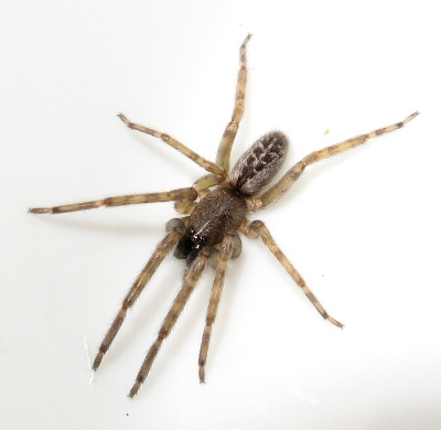 Segestria bavarica xTd.jpg