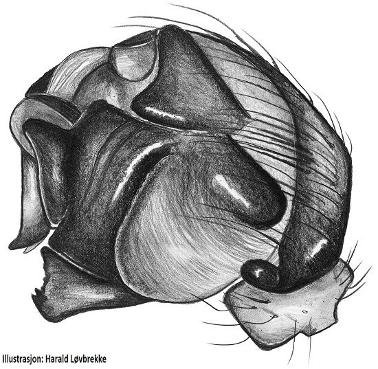 Datei:Aculepeira ceropegia palp retrolateral HLovbrekke.jpg