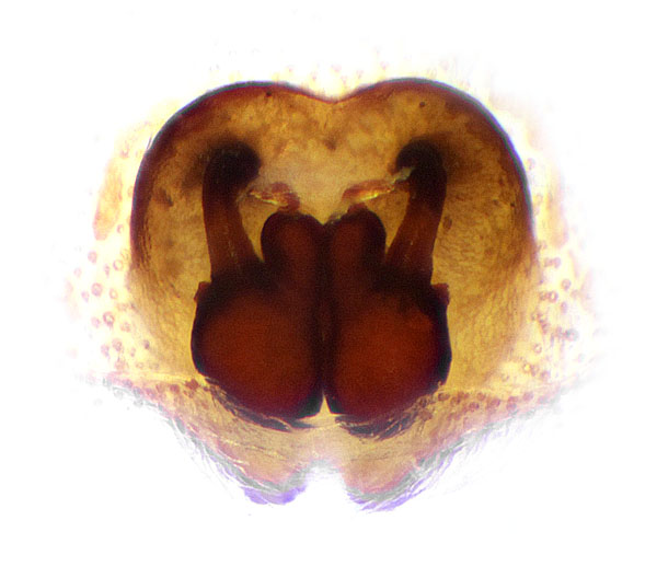 Datei:Salticus scenicus Vulva Schaefer.jpg
