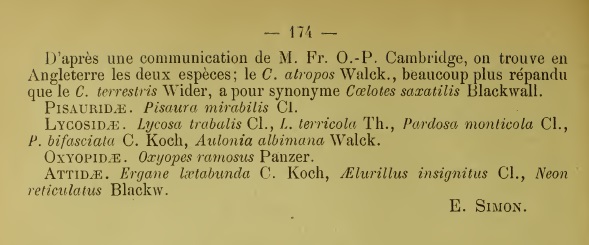 Datei:CoelotesSimoniSimonText2.jpg