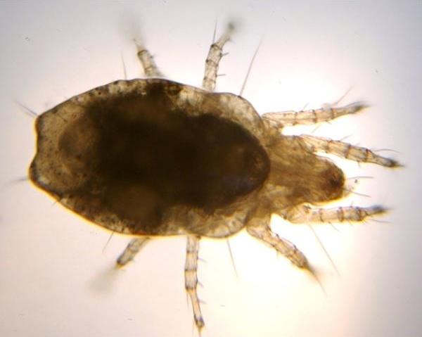 Datei:Astigmata b.jpg