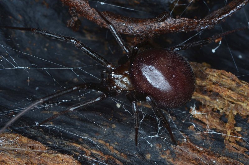 Datei:Stea.grossa Canu.jpg