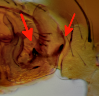 Tenuiphantes tenuis m PediLinks DETAIL.png