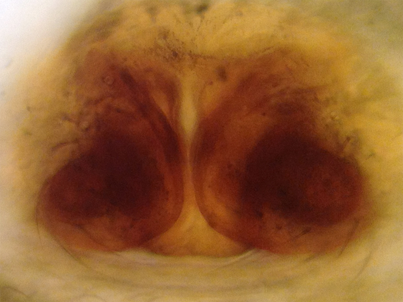 Datei:SilometopusCurtusEpigyneClearedDissectedVentral2.jpg