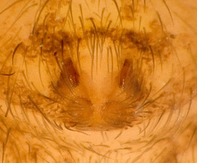Datei:Nemoralis Reinstaedt 08-05 02-Epig.jpg