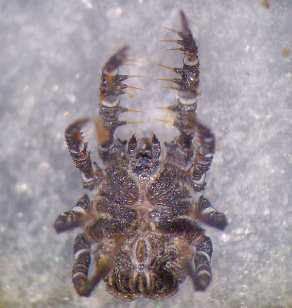 Datei:Caeculus 2.jpg