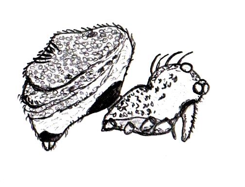 Datei:Comaroma simoni.jpg
