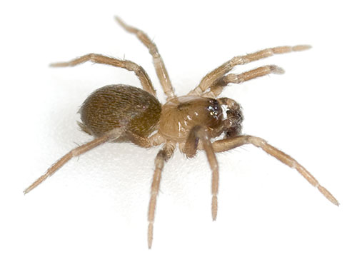 Datei:Hahnia pusilla alperstedt 08-03 01.jpg