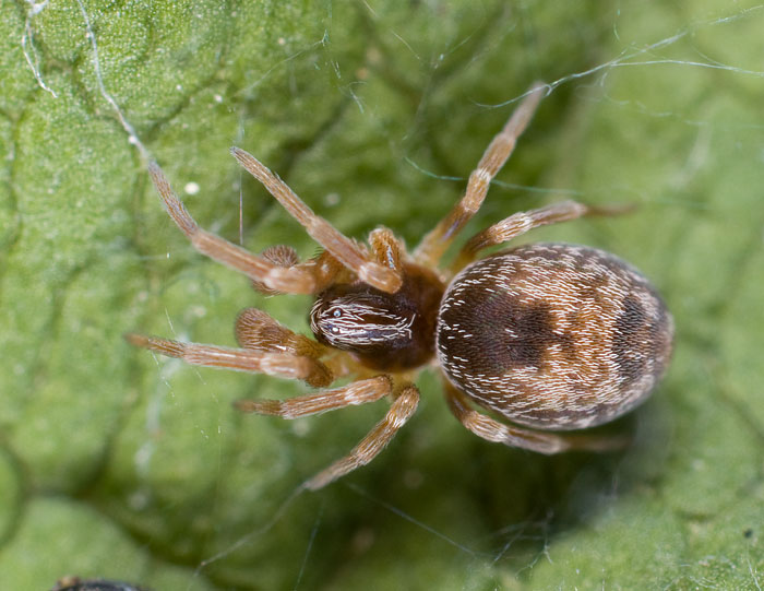Datei:Dictyna uncinata M 8-04392.jpg