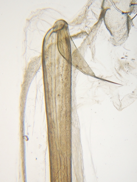 Datei:Rilaena triangularis M 04.jpg