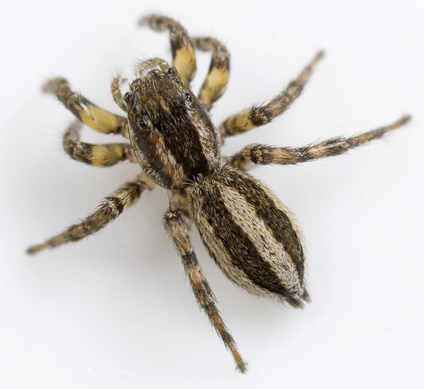 Datei:Phlegra-fasciata Teichel 09-05 03.jpg